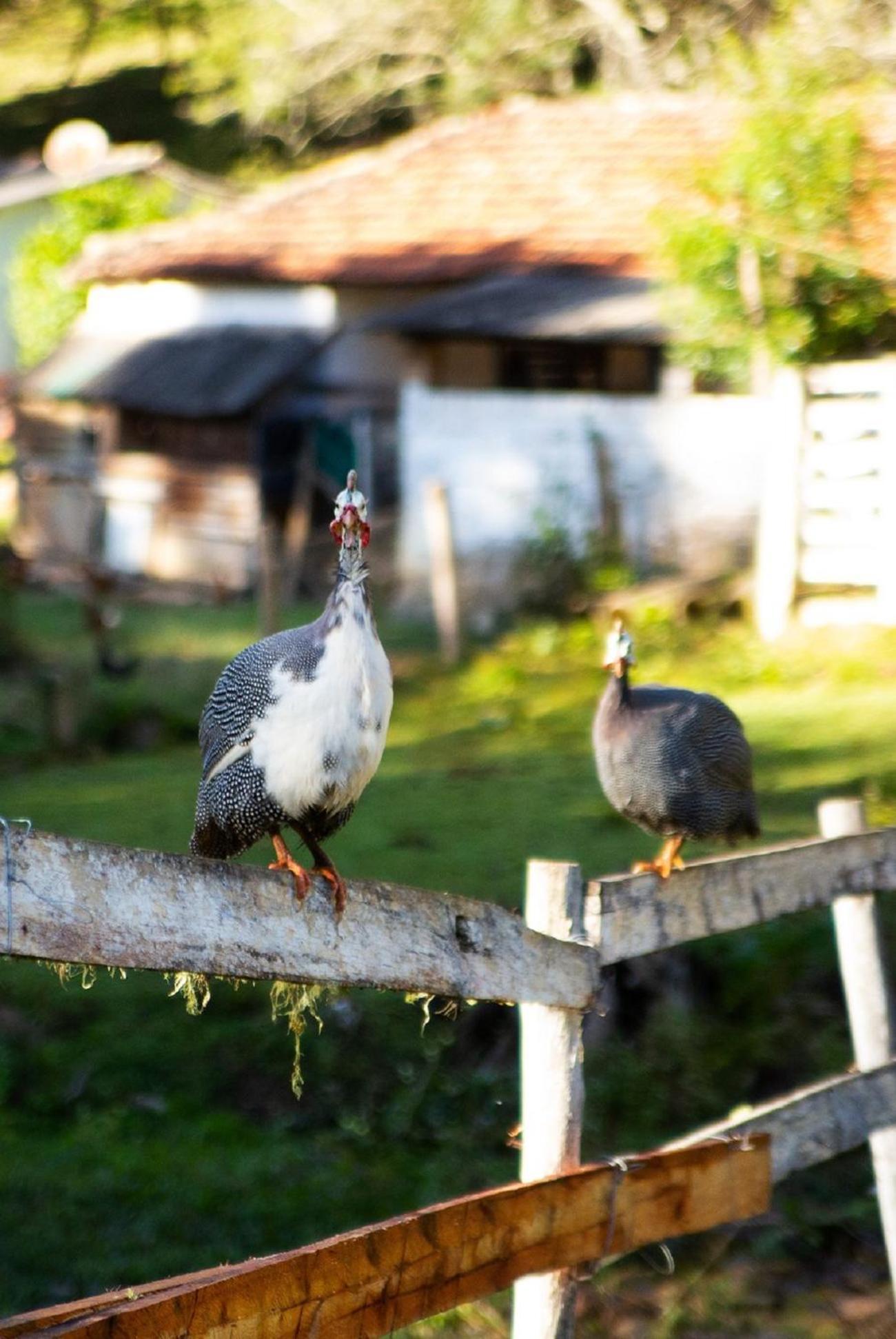 Chales Vinhas Da Harmonia Villa Cunha Esterno foto